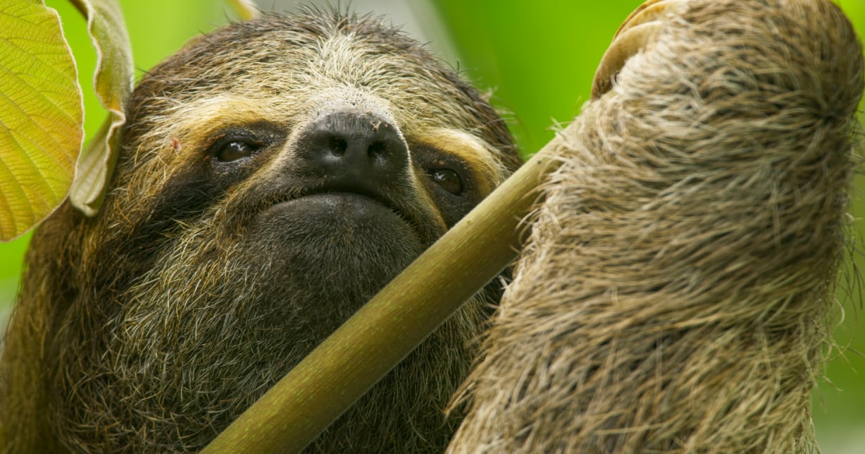 A sloth climbing a tree in The Green Planet
